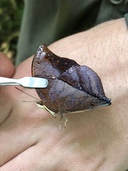 Charaxinae