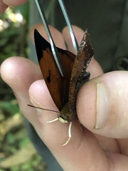 Charaxinae