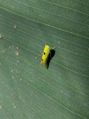 Cicadellidae