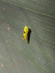 Cicadellidae
