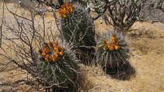 Ferocactus peninsulae