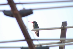 Cynanthus latirostris