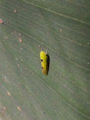 Cicadellidae