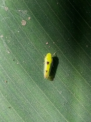 Cicadellidae