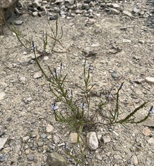Verbena simplex