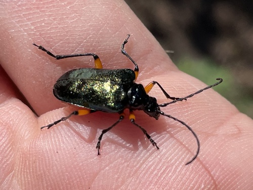 Metallic Fir Borer photo 5