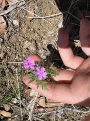 Glandularia chiricahensis