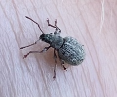 Thricolepis inornata