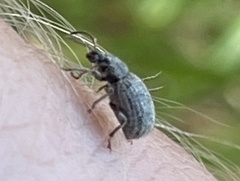 Thricolepis inornata