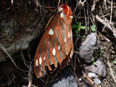 Citheronia azteca