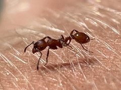 Manica