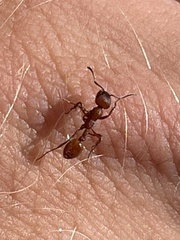 Manica