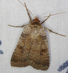 Diarsia jucunda
