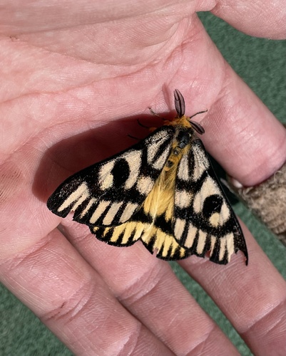 Nuttall's Sheep Moth photo 3