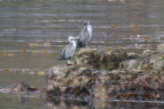 Phalacrocorax punctatus punctatus