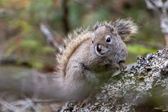 Tamiasciurus hudsonicus regalis