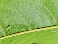 Hebata vitis
