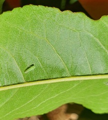 Hebata vitis