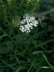 Achillea millefolium borealis
