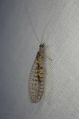 Eremochrysa punctinervis