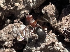 Tritoxa