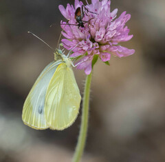 Pieris ergane