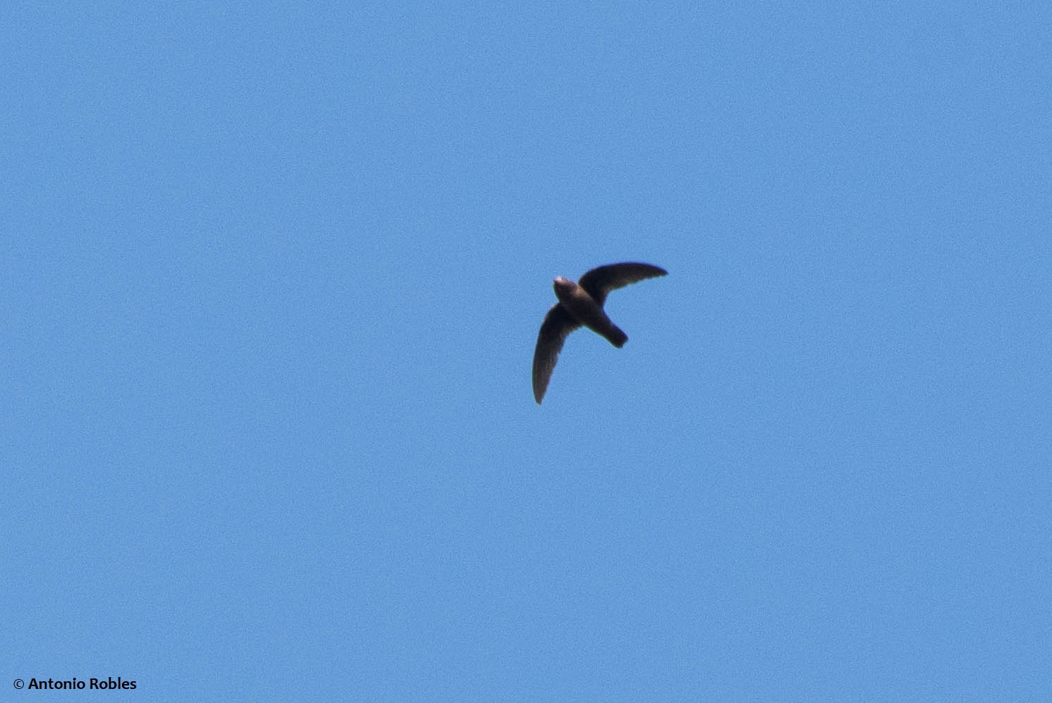 White-fronted Swift illustration
