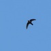 White-fronted Swift - Photo (c) Antonio Robles, some rights reserved (CC BY-NC-SA), uploaded by Antonio Robles