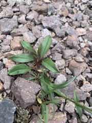Penstemon pseudoparvus