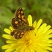 Mandan Arctic Skipper - Photo (c) James Bailey, some rights reserved (CC BY-NC), uploaded by James Bailey