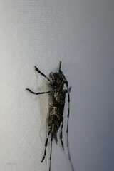 Acanthocinus obliquus