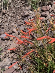 Penstemon pinifolius