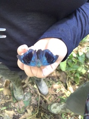 Charaxinae