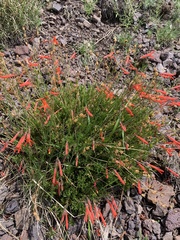 Penstemon pinifolius