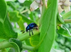 Platycorynus peregrinus
