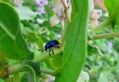 Platycorynus peregrinus