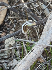 Pterostylis dolichochila