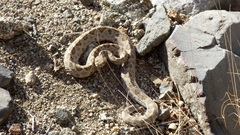 Crotalus catalinensis
