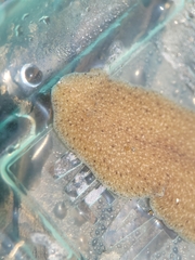 Kaburakia excelsa