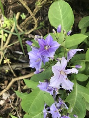 Solanum wendlandii