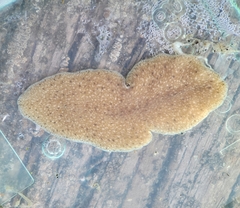 Kaburakia excelsa