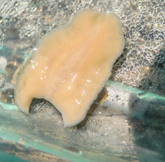 Kaburakia excelsa