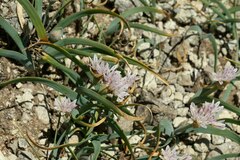 Allium crenulatum
