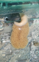 Kaburakia excelsa