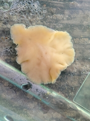 Kaburakia excelsa