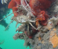 Romaleon antennarium