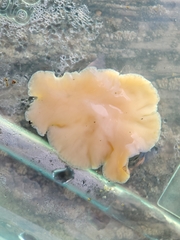 Kaburakia excelsa