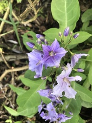 Solanum wendlandii