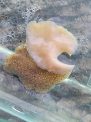 Kaburakia excelsa