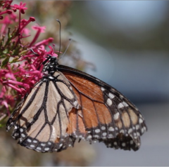 Danaus plexippus